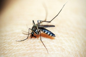 Mosquitoes Control​