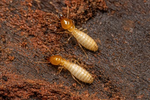 Termite Control​